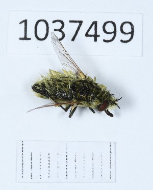  (Conophorus virescens - BGE_00652_E12)  @11 [ ] (nrr) (2024) Ana Ananiashvili ISU