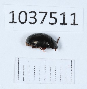  (Platydema triste - BGE_00652_F12)  @11 [ ] (nrr) (2024) Ana Ananiashvili ISU