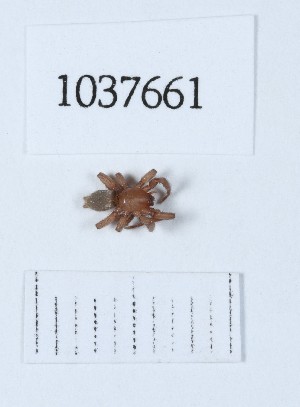  (Cryptodrassus helvolus - BGE_00653_C08)  @11 [ ] (nrr) (2024) Ana Ananiashvili ISU