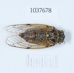  (Cicadatra hyalina - BGE_00653_E01)  @11 [ ] (nrr) (2024) Ana Ananiashvili ISU