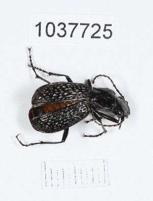  (Pterostichus lacunosus - BGE_00667_A01)  @11 [ ] (nrr) (2024) Ana Ananiashvili ISU