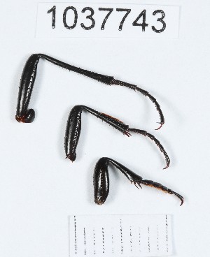  (Carabus exaratus - BGE_00667_B07)  @11 [ ] (nrr) (2024) Ana Ananiashvili ISU