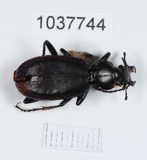  ( - BGE_00667_B08)  @11 [ ] (nrr) (2024) Ana Ananiashvili ISU