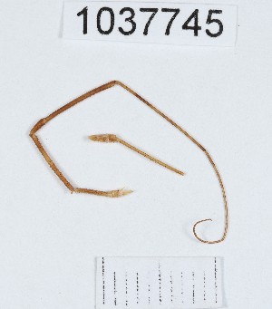  (Opilio sp.1 - BGE_00667_B09)  @11 [ ] (nrr) (2024) Ana Ananiashvili ISU