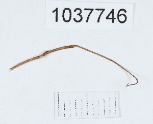  (Opilio sp.2 - BGE_00667_B10)  @11 [ ] (nrr) (2024) Ana Ananiashvili ISU