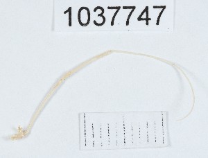  (Opilio sp.3 - BGE_00667_B11)  @11 [ ] (nrr) (2024) Ana Ananiashvili ISU