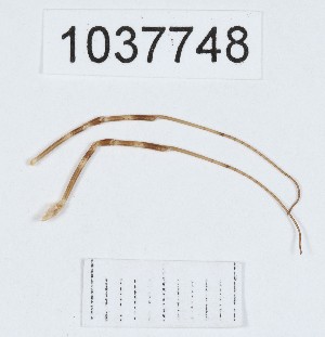  (Opilio sp.4 - BGE_00667_B12)  @11 [ ] (nrr) (2024) Ana Ananiashvili ISU