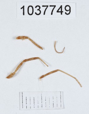  ( - BGE_00667_C01)  @11 [ ] (nrr) (2024) Ana Ananiashvili ISU