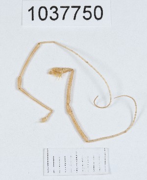  ( - BGE_00667_C02)  @11 [ ] (nrr) (2024) Ana Ananiashvili ISU