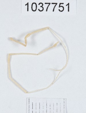  ( - BGE_00667_C03)  @11 [ ] (nrr) (2024) Ana Ananiashvili ISU