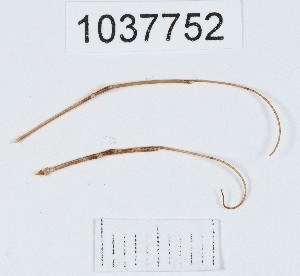  ( - BGE_00667_C04)  @11 [ ] (nrr) (2024) Ana Ananiashvili ISU