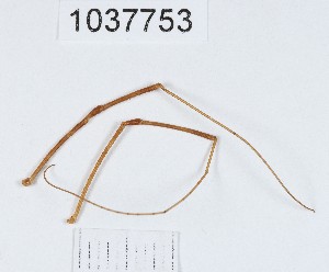  ( - BGE_00667_C05)  @11 [ ] (nrr) (2024) Ana Ananiashvili ISU