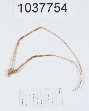  (Opilio sp.5 - BGE_00667_C06)  @11 [ ] (nrr) (2024) Ana Ananiashvili ISU