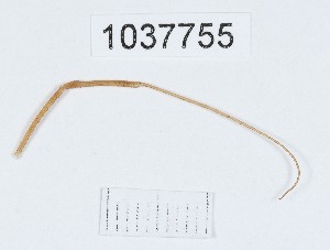  (Opilio sp.6 - BGE_00667_C07)  @11 [ ] (nrr) (2024) Ana Ananiashvili ISU