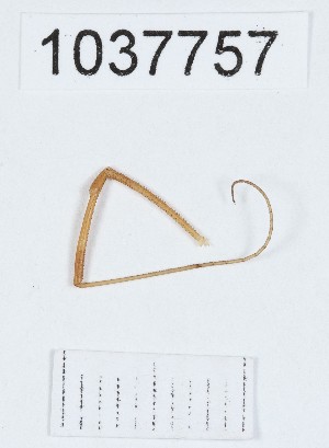  (Opilio sp - BGE_00667_C09)  @11 [ ] (nrr) (2024) Ana Ananiashvili ISU