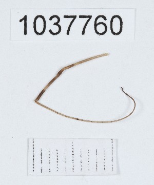  ( - BGE_00667_C12)  @11 [ ] (nrr) (2024) Ana Ananiashvili ISU