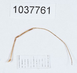  ( - BGE_00667_D01)  @11 [ ] (nrr) (2024) Ana Ananiashvili ISU