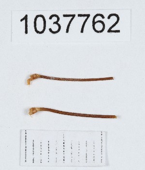  ( - BGE_00667_D02)  @11 [ ] (nrr) (2024) Ana Ananiashvili ISU