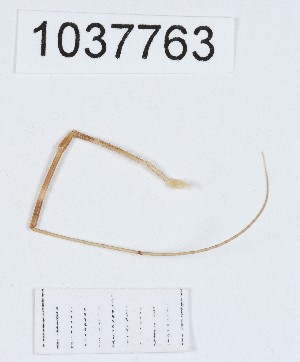  (Paranemastoma cf. superbum_sp.1 - BGE_00667_D03)  @11 [ ] (nrr) (2024) Ana Ananiashvili ISU