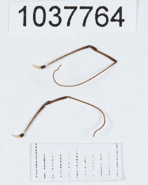  (Paranemastoma cf. superbum_sp.2 - BGE_00667_D04)  @11 [ ] (nrr) (2024) Ana Ananiashvili ISU