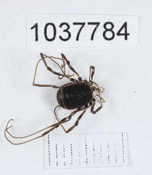  (Paranemastoma kalieast - BGE_00667_E12)  @11 [ ] (nrr) (2024) Ana Ananiashvili ISU