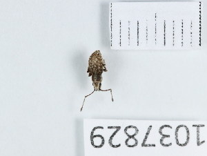  (Ptochus - BGE_00654_A10)  @11 [ ] (nrr) (2024) Ana Ananiashvili ISU