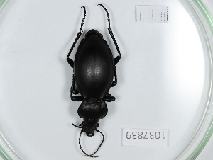  (Carabus clypeatus - BGE_00654_B08)  @11 [ ] (nrr) (2024) Ana Ananiashvili ISU