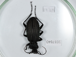  (Carabus septemcarinatus - BGE_00654_B09)  @11 [ ] (nrr) (2024) Ana Ananiashvili ISU