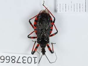  (Rhynocoris rubrogularis - BGE_00654_D11)  @11 [ ] (nrr) (2024) Ana Ananiashvili ISU