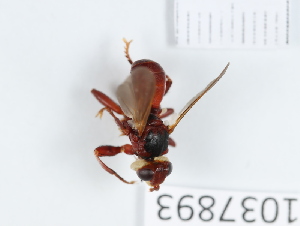  (Myopa dorsalis - BGE_00654_G02)  @11 [ ] (nrr) (2024) Ana Ananiashvili ISU