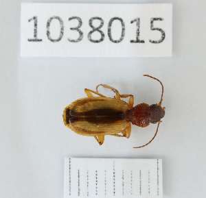  (Cymindis lineata - BGE_00656_A06)  @11 [ ] (nrr) (2024) Ana Ananiashvili ISU