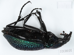  (Carabus scabrosus - BGE_00655_A08)  @11 [ ] (nrr) (2024) Ana Ananiashvili ISU