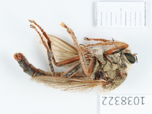  (Stenopogon junceus - BGE_00655_C04)  @11 [ ] (nrr) (2024) Ana Ananiashvili ISU
