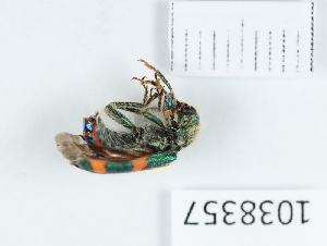  (Trichodes quadriguttatus - BGE_00655_F03)  @11 [ ] (nrr) (2024) Ana Ananiashvili ISU