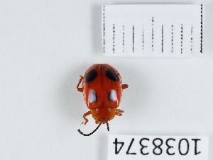  (Endomychus armeniacus - BGE_00655_G08)  @11 [ ] (nrr) (2024) Ana Ananiashvili ISU