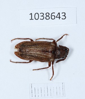  (Arrhaphipterus - BGE_00665_F04)  @11 [ ] (nrr) (2024) Ana Ananiashvili ISU