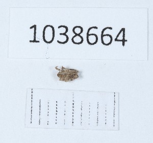  (Calathocratus borjbch - BGE_00665_H01)  @11 [ ] (nrr) (2024) Ana Ananiashvili ISU