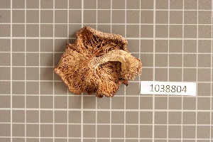  ( - BGE_00688_C11)  @11 [ ] No Rights Reserved (2024) Unspecified Ilia State University, Institute of Ecology