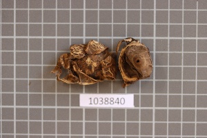  (Geastrum indicum - BGE_00688_F11)  @11 [ ] No Rights Reserved (2024) Unspecified Ilia State University, Institute of Ecology