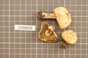  (Agaricus xanthoderma - BGE_00688_G09)  @11 [ ] No Rights Reserved (2024) Unspecified Ilia State University, Institute of Ecology