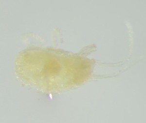  ( - BGE_00670_A03)  @11 [ ] (nrr) (2025) Ana Ananiashvili ISU