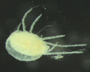  ( - BGE_00670_A04)  @11 [ ] (nrr) (2025) Ana Ananiashvili ISU