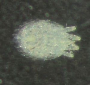  ( - BGE_00670_A11)  @11 [ ] (nrr) (2025) Ana Ananiashvili ISU