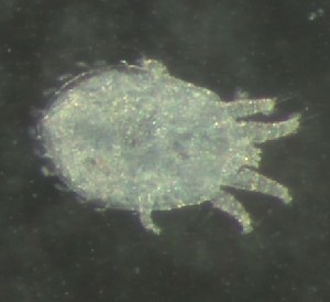  ( - BGE_00670_A12)  @11 [ ] (nrr) (2025) Ana Ananiashvili ISU