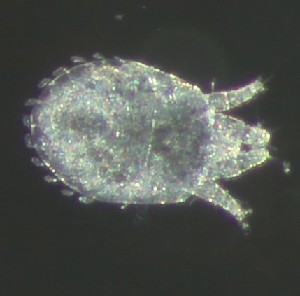  ( - BGE_00670_B01)  @11 [ ] (nrr) (2025) Ana Ananiashvili ISU