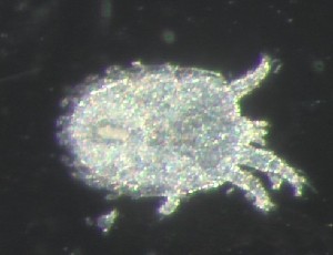  ( - BGE_00670_B09)  @11 [ ] (nrr) (2025) Ana Ananiashvili ISU