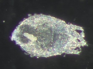  ( - BGE_00670_B10)  @11 [ ] (nrr) (2025) Ana Ananiashvili ISU