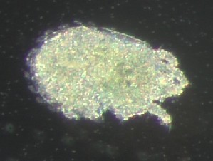  ( - BGE_00670_B11)  @11 [ ] (nrr) (2025) Ana Ananiashvili ISU