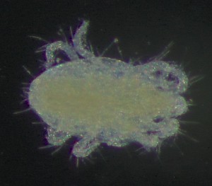  (Eotetranychus fraxini - BGE_00670_C06)  @11 [ ] (nrr) (2025) Ana Ananiashvili ISU