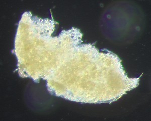  ( - BGE_00670_D04)  @11 [ ] (nrr) (2025) Ana Ananiashvili ISU